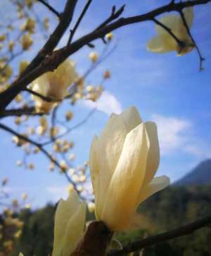 弘一大师《药师如来法门》